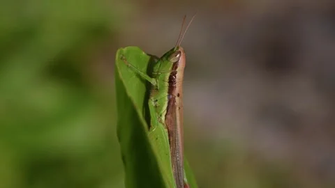 Macro of a Grasshopper Resting on a Plant. Stock Footage 312449878