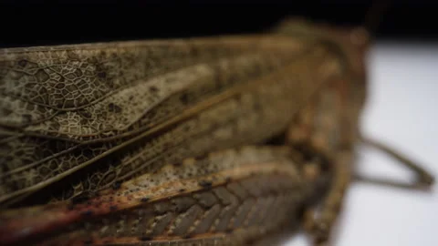 Macro grasshopper wings and side exoskeleton Stock Footage 137115238