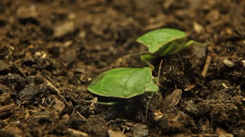 Macro, Green Beetles Stock Footage 8777030