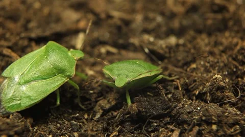 Macro, Green Beetles Vídeo Stock 8777037