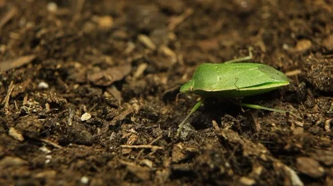 Macro, Green Beetles Vídeo Stock 8777087
