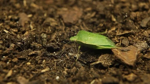 Macro, Green Beetles Stock-Footage 8777110