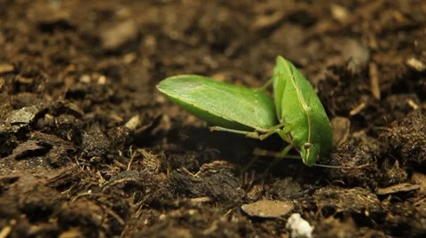 Macro, Green Beetles Stock Footage 8777201