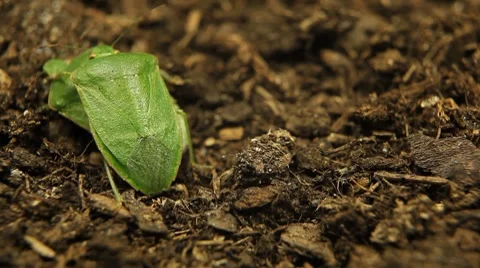 Macro, Green Beetles Видео 8777225