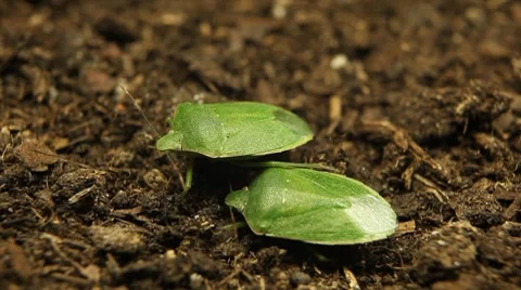 Macro, Green Beetles Stock-Footage 8777241