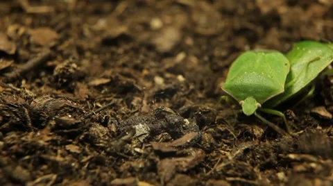 Macro, Green Beetles Видео 8777244