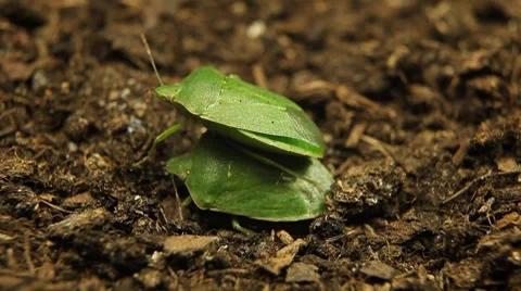 Macro, Green Beetles Stockbeeldmateriaal 8777258
