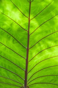 Macro green bon leaf background with linear texture Stock Photos