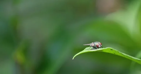 Macro of a Green Bottle Fly Resting on a Leaf Stock-Footage 330549106
