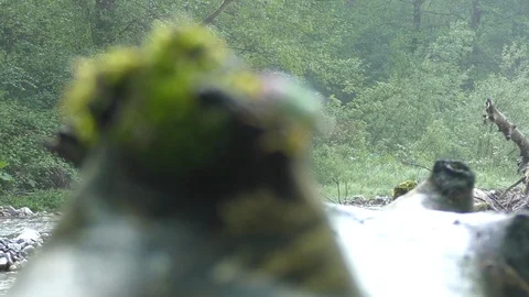 Macro green bug crawls on tree with moss against forest Stock Footage 101525898