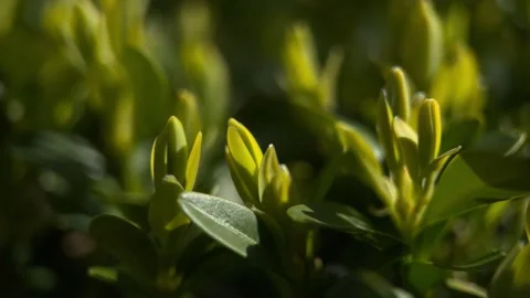 Macro Green Bush At Sunset Stock Footage 240321432