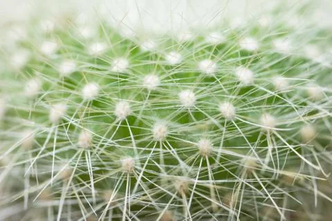 Macro green cactus Stock Photos