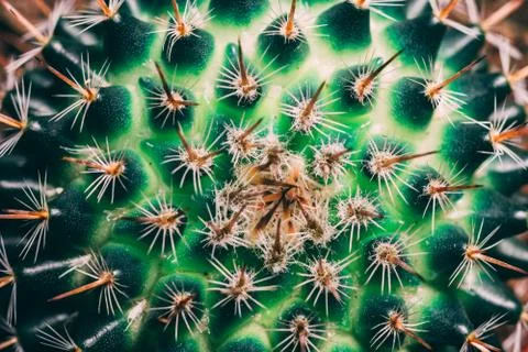 Macro green cactus Stock Photos