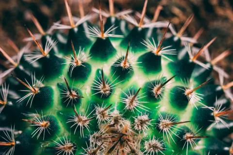 Macro green cactus Stock Photos