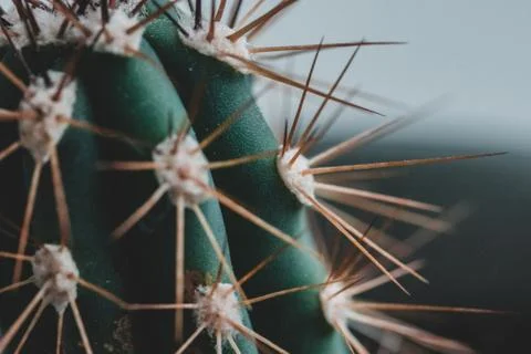 Macro green cactus Stock Photos