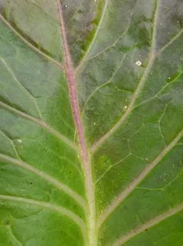 Macro of green color cabbage leaf. 写真素材