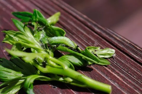 Macro of the green delphiunium worm crawling on monkshood leaves Stock Photos