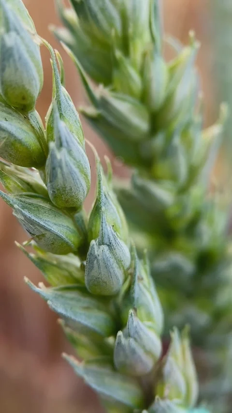 Macro, green ears of wheat Stock Footage 245101598
