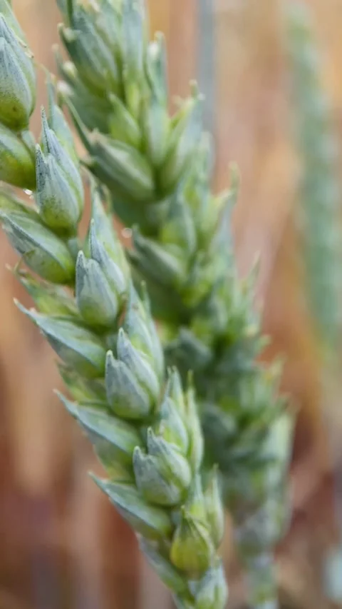 Macro, green ears of wheat Stock Footage 245101608