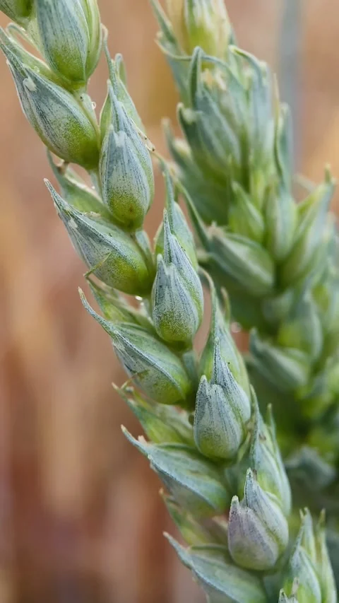 Macro, green ears of wheat Stock Footage 245101722