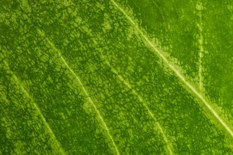 Macro green foliage background Stock Photos