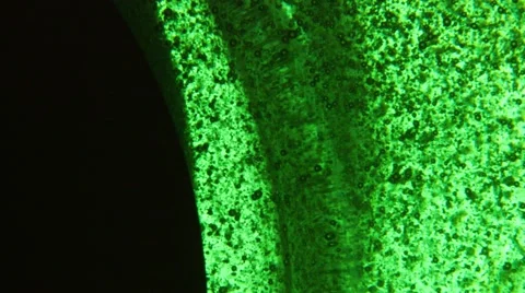 Macro of green gel with intensive bubbles Stock Footage 45149875