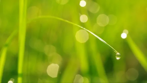 Macro of green grass and raindrop dew 動画素材 102598649