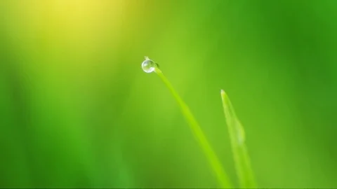 Macro of green grass and raindrop dew Video stock 102598705