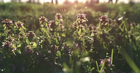 Macro of green grass sprouts and wild flowers on meadow with sunshinning. Stock-Footage 268215872