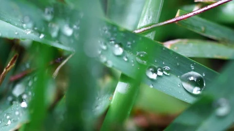 Macro of Green Grass with Water Dropplets Stock Footage
