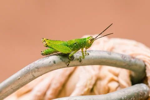 Macro, green grasshopper, beautiful pattern Stock Photos