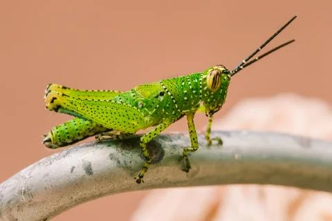 Macro, green grasshopper, beautiful pattern Stock Photos