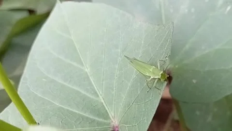 Macro Green Grasshopper Eating Sweet Potato Leaf Crop Damage Stock Footage 340201770