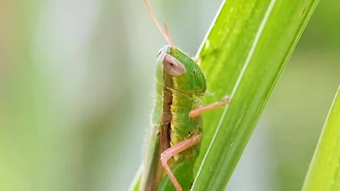 Macro of Green Grasshopper on Leaf, 4K Insect Detail Vídeos de archivo 318843796