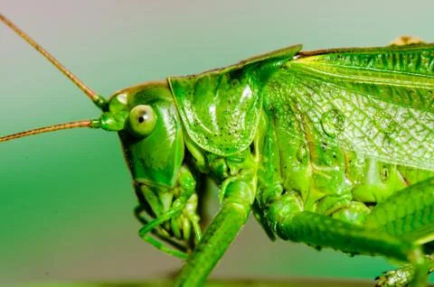 Macro of green grasshopper Stock Photos
