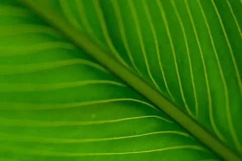 Macro of green leaf background Stock Photos
