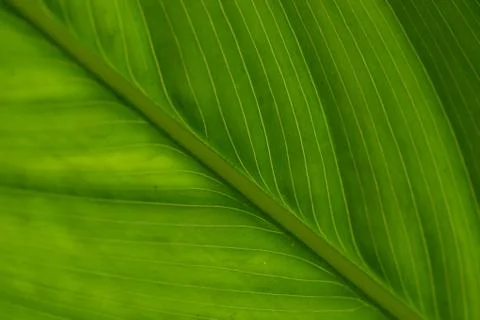 Macro of green leaf background Stock Photos