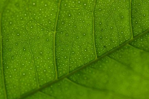 Macro of green leaf background Stock Photos