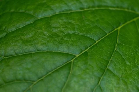 Macro of green leaf background Stock Photos