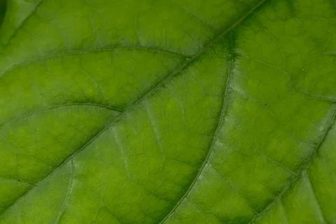 Macro of green leaf background Stock Photos
