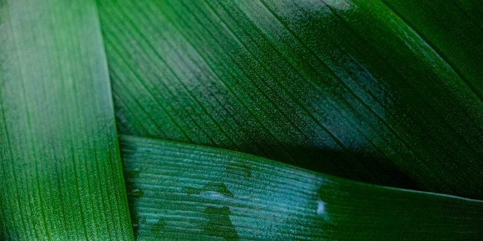 Macro green leaf background Stock Photos