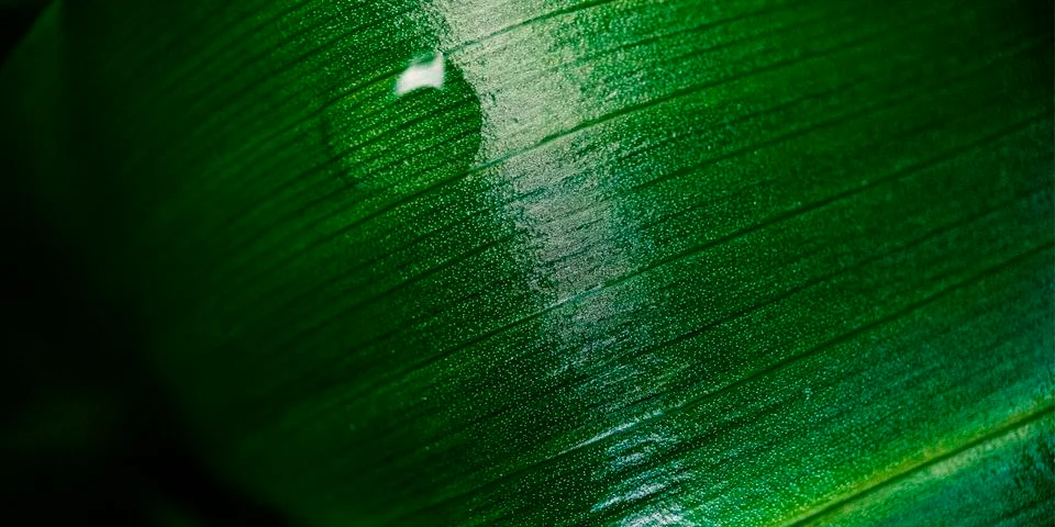 Macro green leaf background Stockfoto's