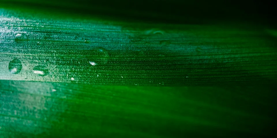 Macro green leaf background Stock Photos
