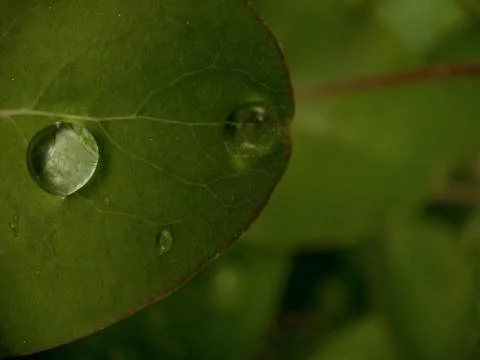 Macro green leaf background 스톡 사진