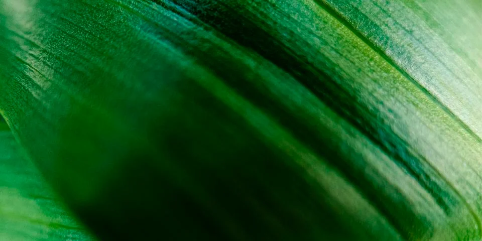 Macro green leaf background Stock Photos