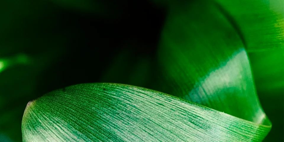 Macro green leaf background 스톡 사진
