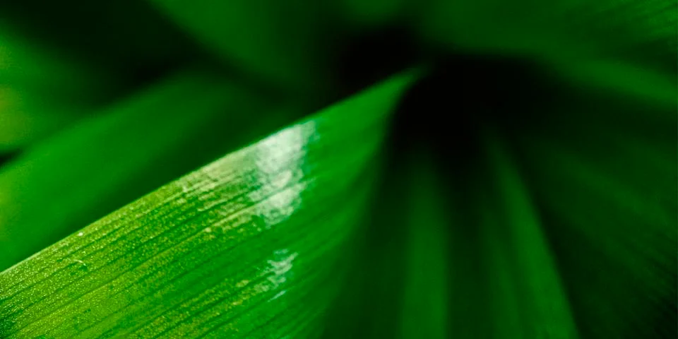 Macro green leaf background 스톡 사진