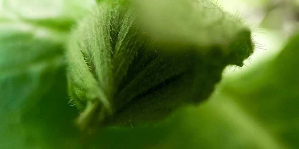 Macro green leaf background 스톡 사진