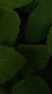 Macro green leaf background Фото