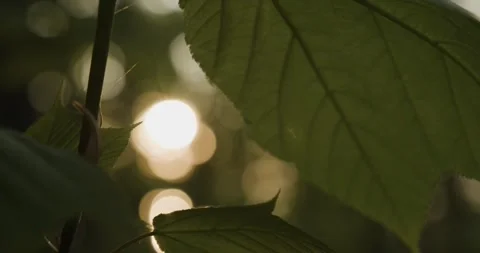 Macro green leaf backlit by a sunset Stock Footage 243660945
